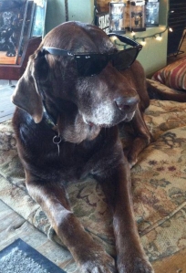 Max is probably the coolest dog in heaven. 